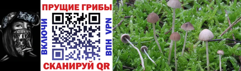 Галлюциногенные грибы Psilocybine cubensis  Уржум 